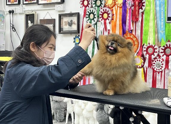 20250226_Pet Grooming_01